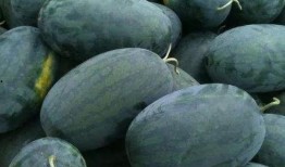 芝罘区吃瓜,瓜果飘香，品味生活新篇章