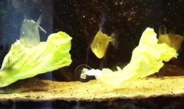 长城内部吃瓜,揭秘神秘吃瓜事件背后的真相