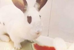 兔兔吃瓜头像,萌态尽显，带你领略可爱瞬间