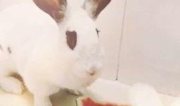 兔兔吃瓜头像,萌态尽显，带你领略可爱瞬间