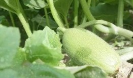 新疆吃瓜高清视频,高清视频带你领略瓜乡魅力