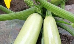 宝宝吃西葫芦瓜,营养丰富的西葫芦瓜食谱