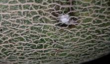 波斯蜜瓜咋吃,尽享夏日清新美味