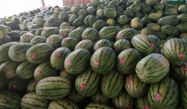 花样吃瓜活动,花样吃瓜盛宴来袭！