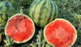 吃云南的瓜,探寻云南特色水果之旅