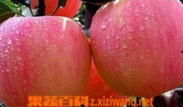 孕妇可吃苹果瓜,苹果瓜助力母婴健康