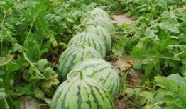 梦见家里来人吃大瓜,揭秘家中大瓜盛宴之谜