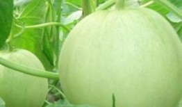 孕妇可以吃薰瓜吗,孕妇食用薰瓜的安全性探讨