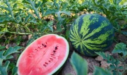 花样吃瓜活动,花样吃瓜盛宴来袭！