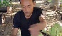 吃瓜哥台湾,揭秘宝岛美食与风土人情