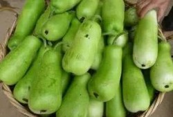 吃葫芦瓜好吗,葫芦瓜的营养价值与食用益处解析