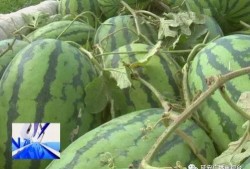 吃瓜滞销,吃瓜群众的无奈与反思