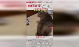 猫吃小瓜,揭秘猫为何钟爱小瓜的秘密