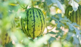 在哪里吃瓜最好,揭秘全国瓜果美食地图