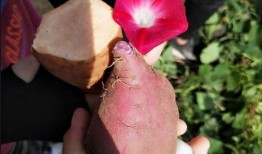 鸡吃瓜,探寻鸡类饮食新风尚