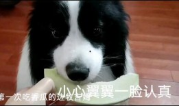 边牧吃瓜,瓜果飘香中的欢乐时光