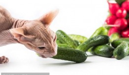 猫吃鲜瓜,探索猫儿美食新天地