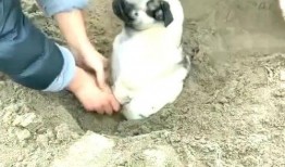 吃瓜吹牛搞笑视频,笑料横生！吃瓜吹牛搞笑视频大盘点