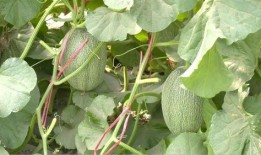 甘肃吃瓜事件后续,真相大白与反思启示