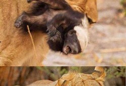 带你吃瓜奇葩动物2,揭秘带你吃瓜奇葩动物2中的神秘生物