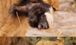 带你吃瓜奇葩动物2,揭秘带你吃瓜奇葩动物2中的神秘生物