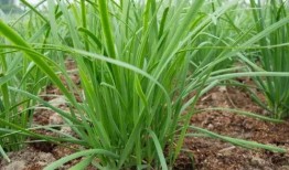 吃芝麻瓜,传统美食的现代化演绎