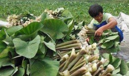 岑岑认真吃瓜,揭秘娱乐圈那些事儿