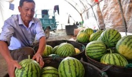 安徽合肥最新吃瓜,揭秘幕后真相，网友热议不断