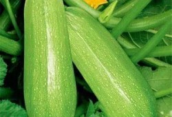 新誉佳吃瓜,揭秘娱乐圈背后的那些事儿