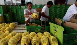 职业吃瓜人员,幕后真相与行业揭秘