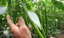 吃辣椒卖瓜上海,探寻“吃辣椒卖瓜”的独特上海风情