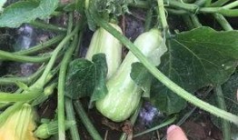 奶油兰瓜怎么吃,解锁美味新体验