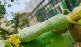 百瓜怎样吃,解锁健康美味新体验