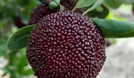 木里吃大瓜,探寻大瓜的秘密之旅