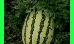 每日吃瓜全部,揭秘娱乐圈幕后风云