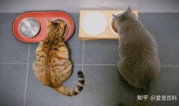猫猫吃瓜泄露心声,揭秘宠物界的八卦风云