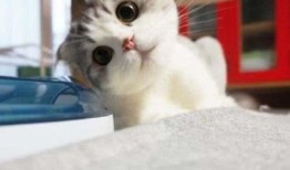 小猫吃瓜头像情侣,小猫吃瓜头像情侣的浪漫故事