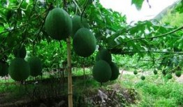 吃瓜哪家技术强