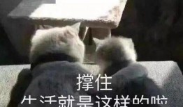 吃太多瓜表情文案,吃太多瓜的趣味文案解析