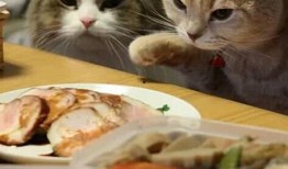 喵酱吃瓜群,揭秘娱乐圈幕后故事