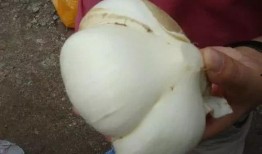 骨折可以吃土瓜吗,土瓜食疗助力骨骼愈合