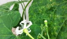 哪些瓜的花可以吃