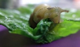 瓜哥吃瓜蜗牛,一场别开生面的美食之旅