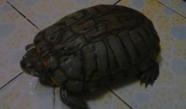 皮皮龟吃瓜影院大全,盘点全网热门影视佳作