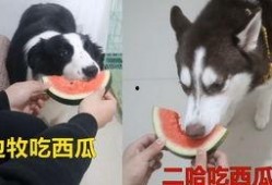 边牧吃瓜,瓜果飘香中的欢乐时光