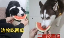 边牧吃瓜,瓜果飘香中的欢乐时光