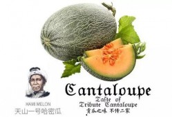 吃瓜1号看台,揭秘娱乐圈幕后故事