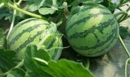 关于吃瓜的名字,揭秘吃瓜群众的趣味人生