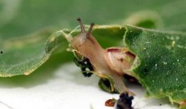 蜗牛吃不吃素瓜