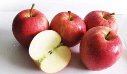 孕妇可吃苹果瓜,苹果瓜助力母婴健康